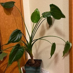 予約済み　シマクワズイモ？