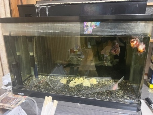 金魚、水槽、全部