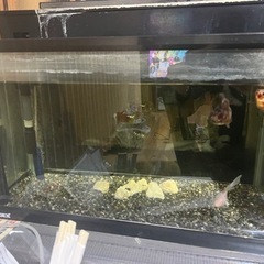 金魚、水槽、全部