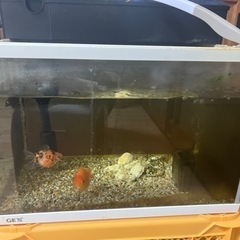 金魚、水槽、全部の画像