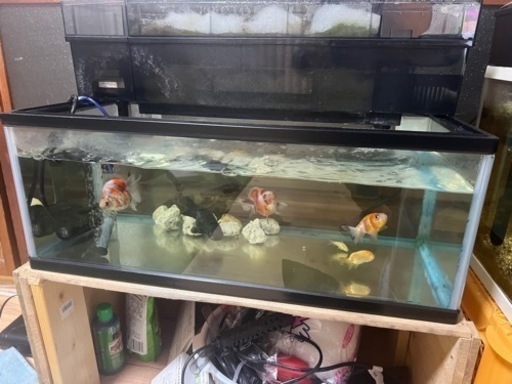 金魚、水槽、全部