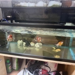 金魚、水槽、全部の画像