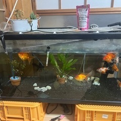 金魚、水槽、全部の画像