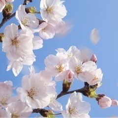 🌸3/25(土)＆3/26(日)& 4/1(土)＆4/2(日)お...