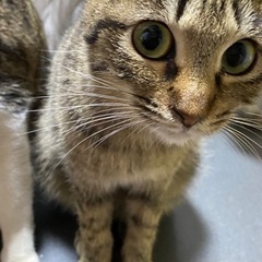 小さいキジトラちゃん！