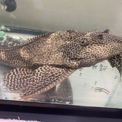 （お話し中）セルフィン　プレコ