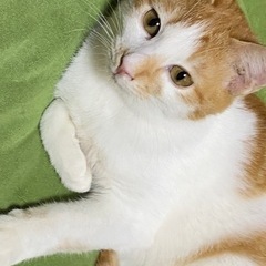 人懐っこい猫ちゃん！