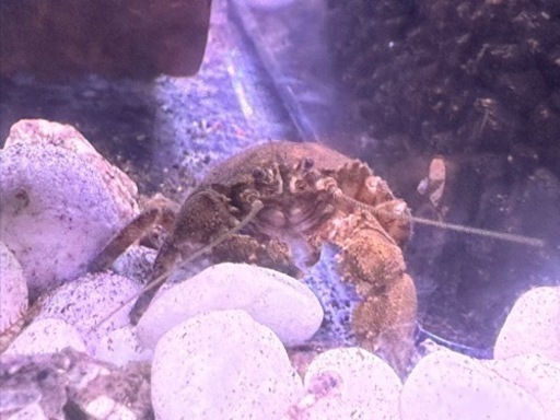 コシオリエビ　ワイルド　抱卵♀