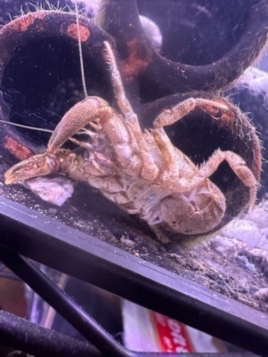 コシオリエビ　ワイルド　抱卵♀