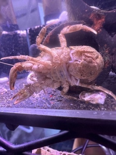 コシオリエビ　ワイルド　抱卵♀