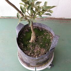 キンカンの鉢植え、ブッドレアの鉢植え、培養土少し　差し上げます。の画像