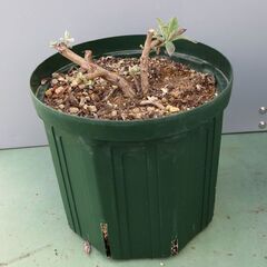 キンカンの鉢植え、ブッドレアの鉢植え、培養土少し　差し上げます。の画像