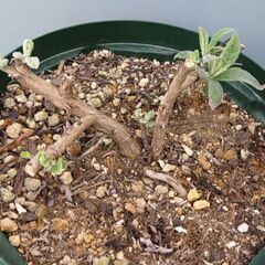 キンカンの鉢植え、ブッドレアの鉢植え、培養土少し　差し上げます。の画像