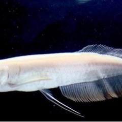 アルビノシルバーアロワナ　熱帯魚　最終値下げの画像