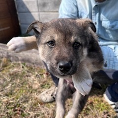 里親様決まりました