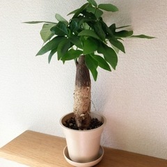 観葉植物　パキラ(33)　37cm　ナチュラルカラーの3.5号の...