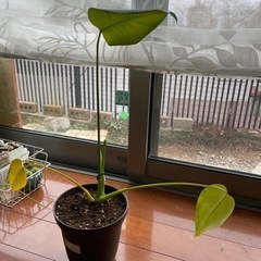モンステラ（斑なし）