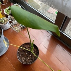 モンステラ（斑なし）の画像