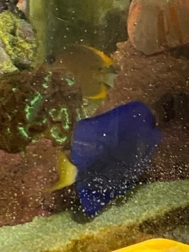 最終価格　お早目に　状態良好　餌喰い良好