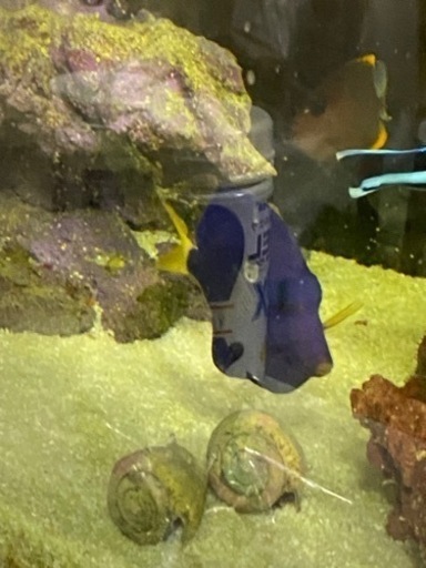 最終価格　お早目に　状態良好　餌喰い良好