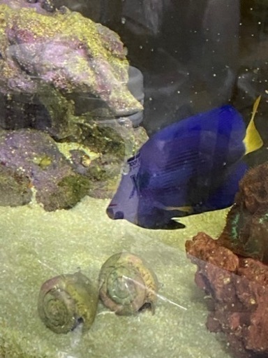 最終価格　お早目に　状態良好　餌喰い良好