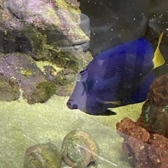 最終価格　お早目に　状態良好　餌喰い良好