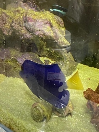 最終価格　お早目に　状態良好　餌喰い良好