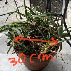 観葉植物の画像