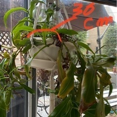 観葉植物の画像