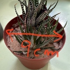 観葉植物
