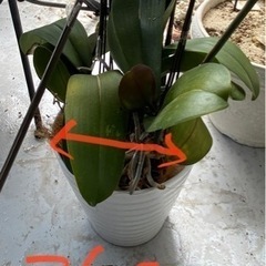 観葉植物の画像