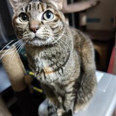 急募！種動物取扱責任者募集の画像