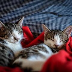 急募！種動物取扱責任者募集の画像