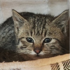 可愛い子猫ちゃんの里親募集します。 - 高崎市