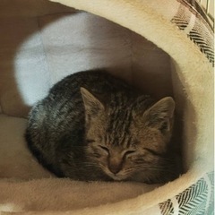可愛い子猫ちゃんの里親募集します。 - 猫