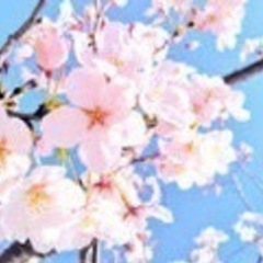 お花見メンバー大募集😊🌸🍡