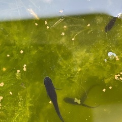 漆黒のメダカ　極上オロチ　幼魚　お得な限定1セットの画像