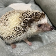 ハリネズミ♂