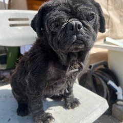 里親募集🐶推定4歳