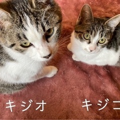 甘えん坊のキジシロ兄妹