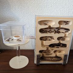 ムネアカオオアリ+飼育セット