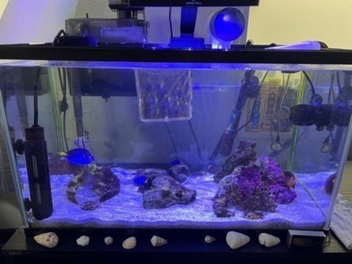 海水魚水槽セット　60cm水槽　引取り限定
