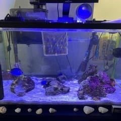 海水魚水槽セット　60cm水槽　引取り限定