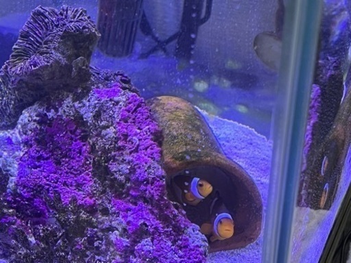 海水魚水槽セット　60cm水槽　引取り限定
