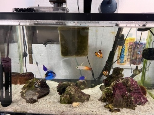 海水魚水槽セット　60cm水槽　引取り限定