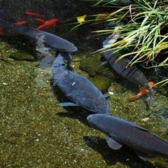 🐟真鯉（コイ）◆40〜60cm前後【生体】