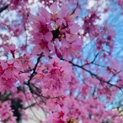 春を感じてきました🌸