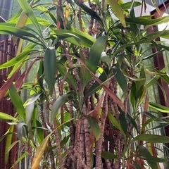 植木鉢　植栽の画像