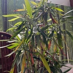 植木鉢　植栽の画像