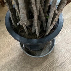 植木鉢　植栽の画像